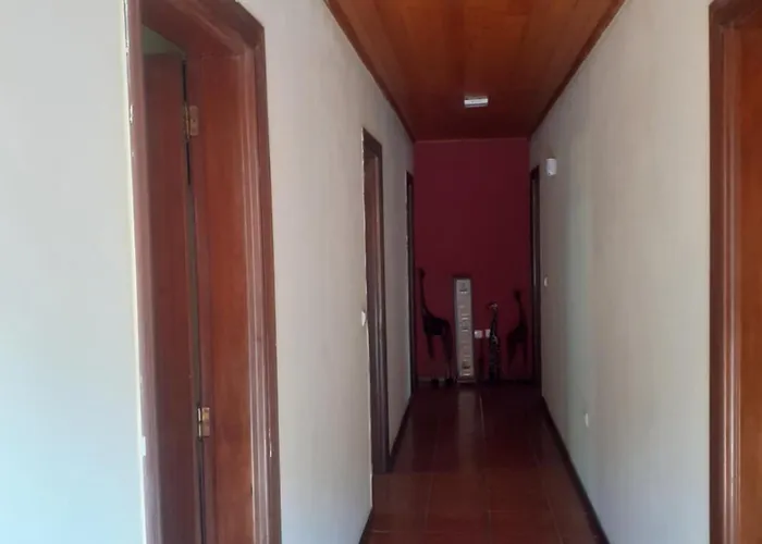 Os Girassois Da Carla Braga